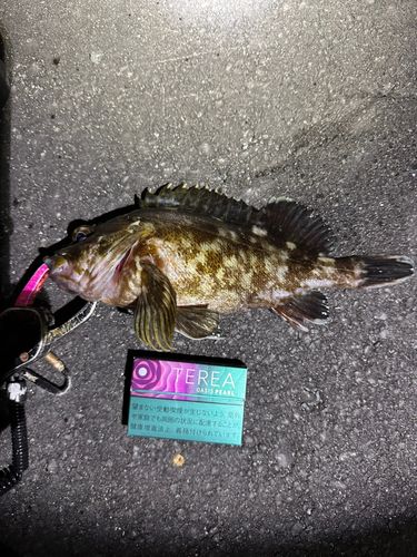 ガシラの釣果