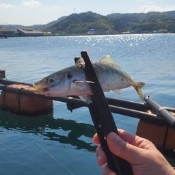 アジ