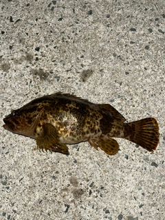 タケノコメバルの釣果