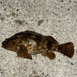 タケノコメバル