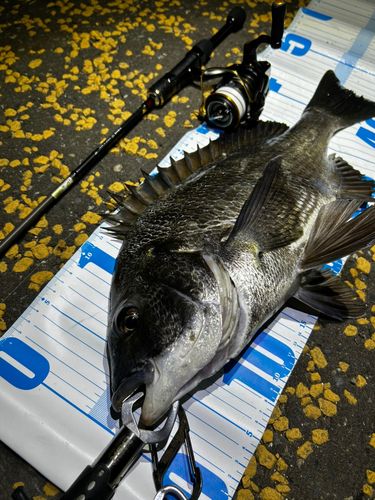 クロダイの釣果