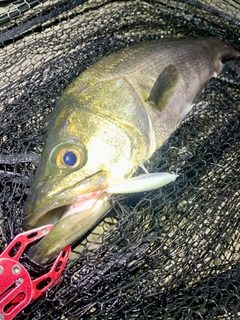 スズキの釣果