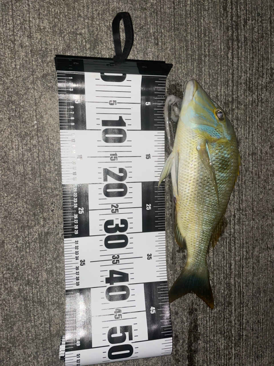 SHIMANO ボトムキング G480の最安値・インプレ・釣果 | 本音の