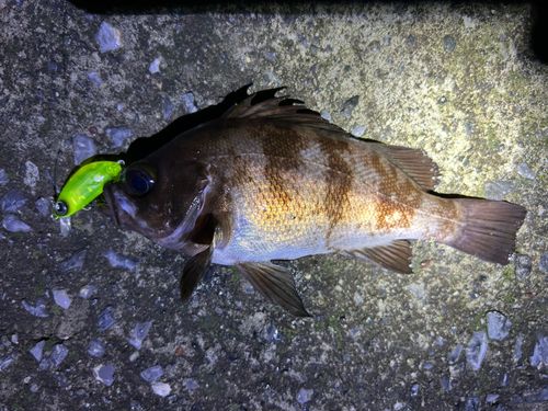 メバルの釣果