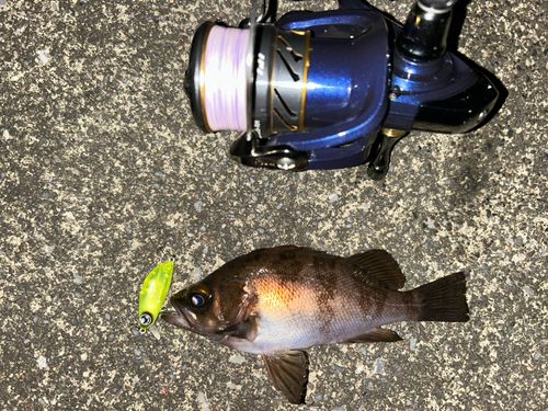 メバルの釣果