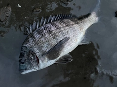 クロダイの釣果