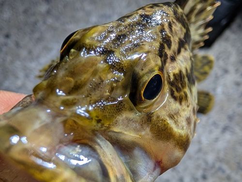 タケノコメバルの釣果