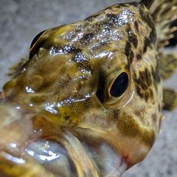 タケノコメバル