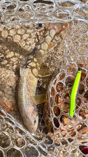 イワナの釣果