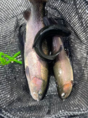 ニジマスの釣果