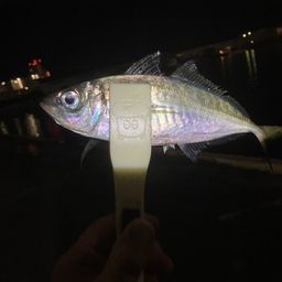 アジ
