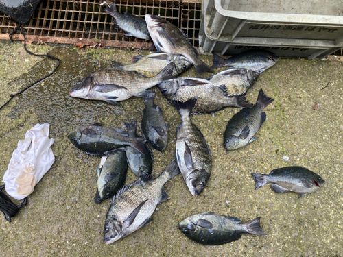 クロダイの釣果