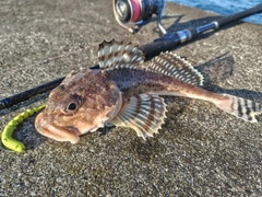 カジカの釣果