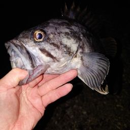 クロソイ