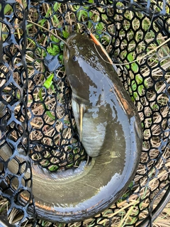 ナマズの釣果