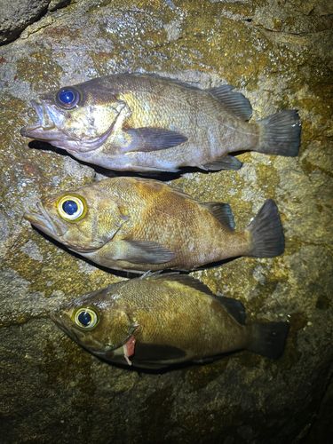 クロメバルの釣果