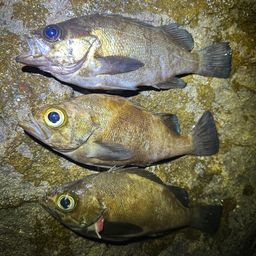 クロメバル