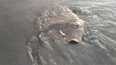アカエイの釣果