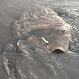 アカエイ