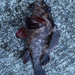 オウゴンムラソイ