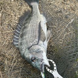 クロダイ