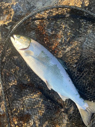 サクラマスの釣果