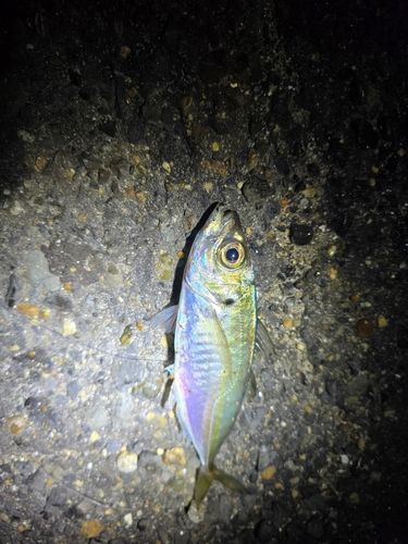 マアジの釣果