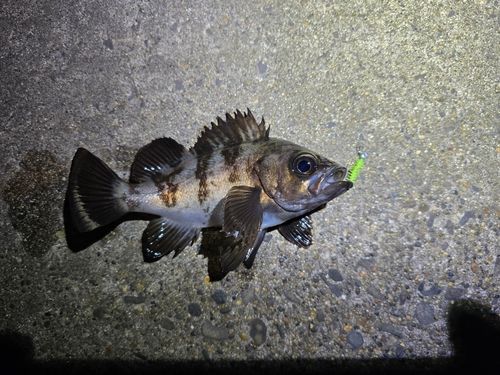 メバルの釣果