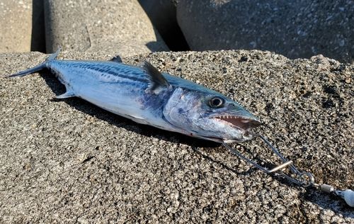 サゴシの釣果