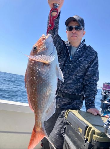 マダイの釣果
