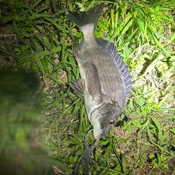 クロダイ