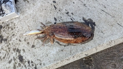 コウイカの釣果
