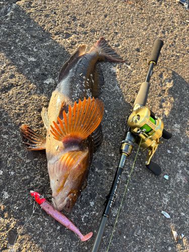 アイナメの釣果