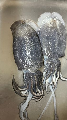 コウイカ