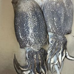 コウイカ