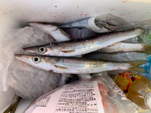 カマスの釣果