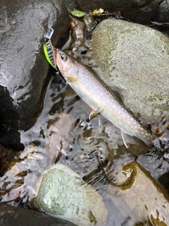 イワナの釣果