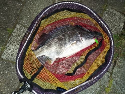 キビレの釣果