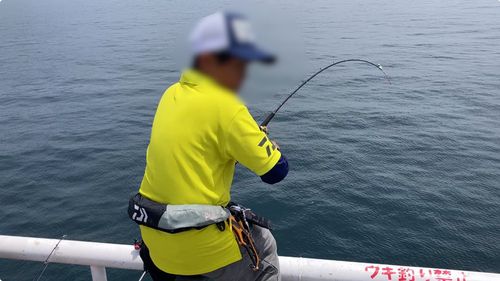 メジナの釣果