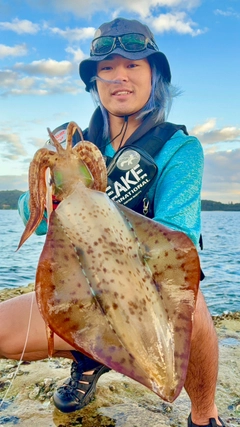 アオリイカの釣果