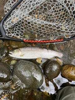 ヤマメの釣果
