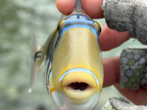 ムラサメモンガラの釣果