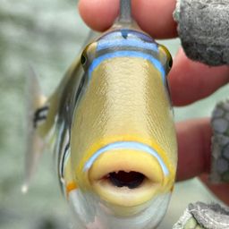 ムラサメモンガラ