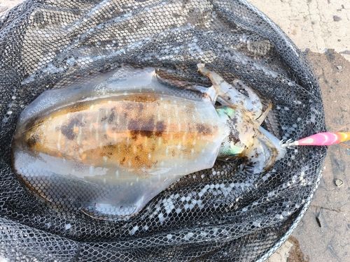 アオリイカの釣果