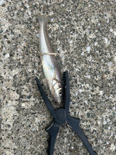 シロギスの釣果