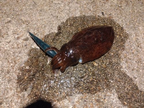 コウイカの釣果