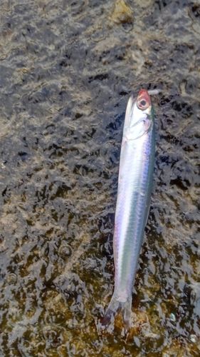 カタクチイワシの釣果