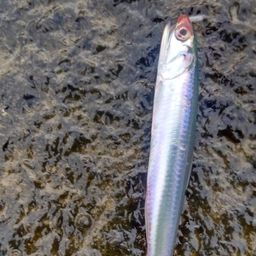 カタクチイワシ