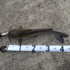アメリカナマズの釣果