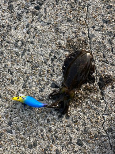 アオリイカの釣果
